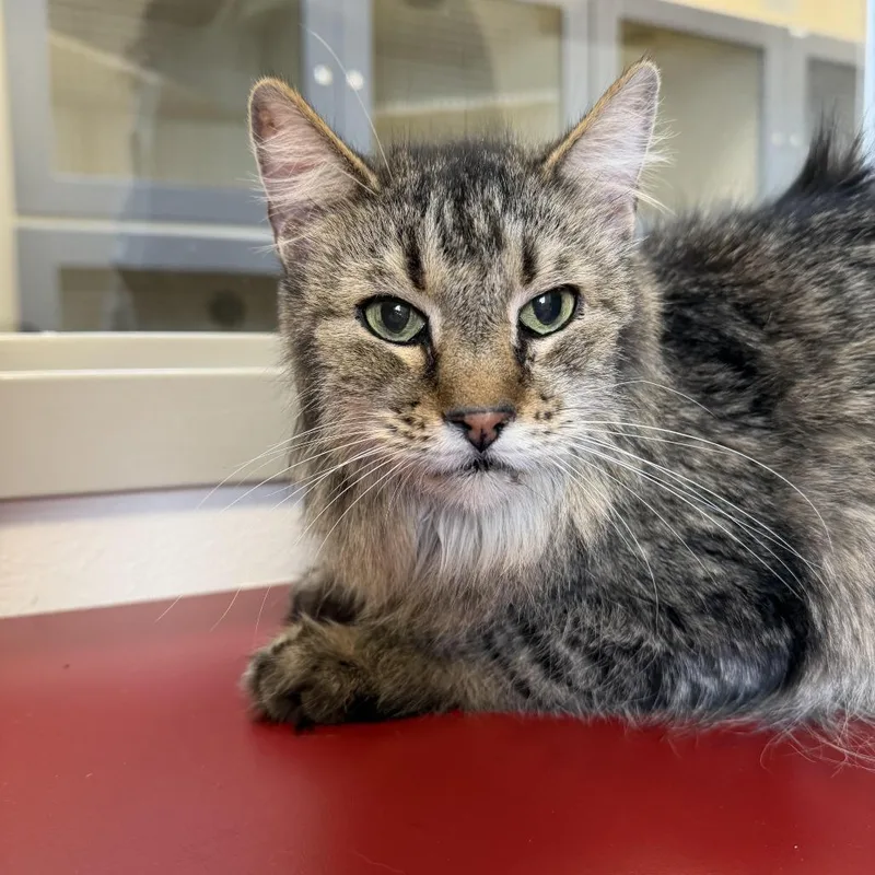 A senior small-sized female Gray / Blue / Silver Domestic Long Hair cat named Gabby for adoption in Cody, WY