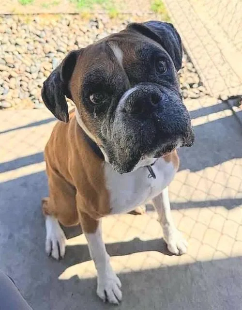 Oscar
