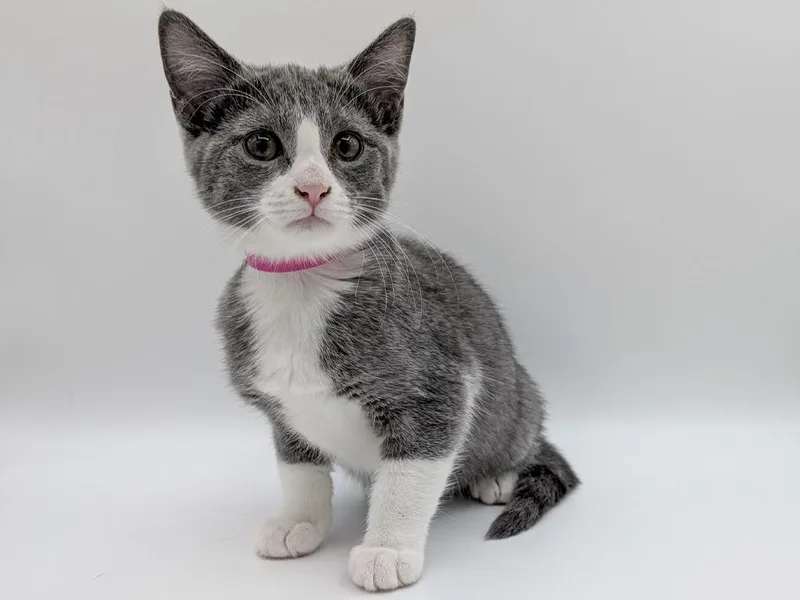A baby small-sized female Domestic Short Hair cat named Erin Hannon for adoption in Powell, OH
