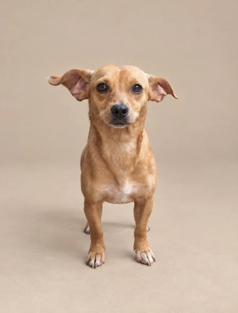 An adult small-sized female Chihuahua dog named Kermie for adoption in Statesboro, GA