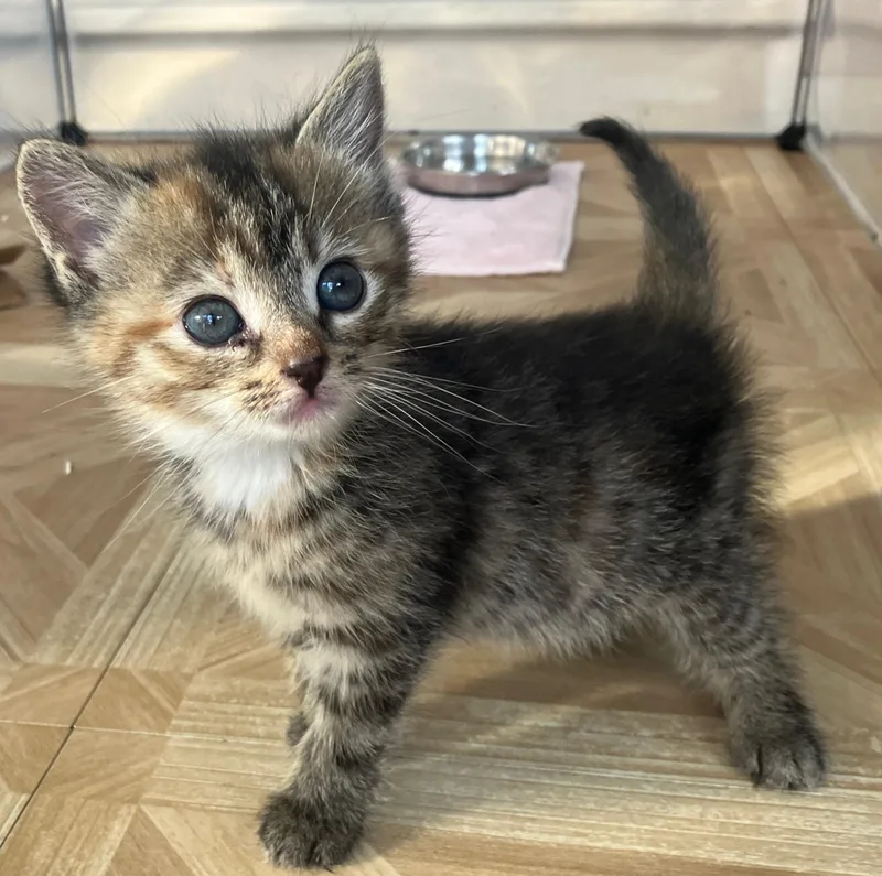 A baby medium-sized female Tabby (Brown / Chocolate) Domestic Short Hair cat named Lemongrass for adoption in Bordentown, NJ