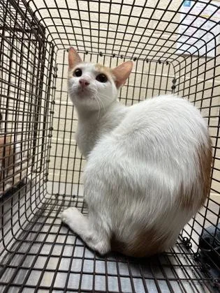 An adult small-sized female Domestic Short Hair cat named Pearl for adoption in Harlingen, TX