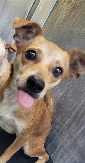 An adult small-sized female Terrier dog named Persephone for adoption in San Antonio, TX