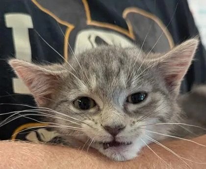 A baby small-sized female Domestic Short Hair cat named Cinderella for adoption in Independence, MO