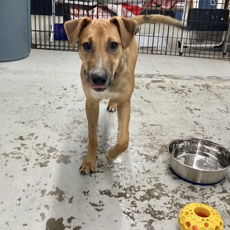 A baby large-sized female Mountain Cur dog named Hula for adoption in Groveland, MA