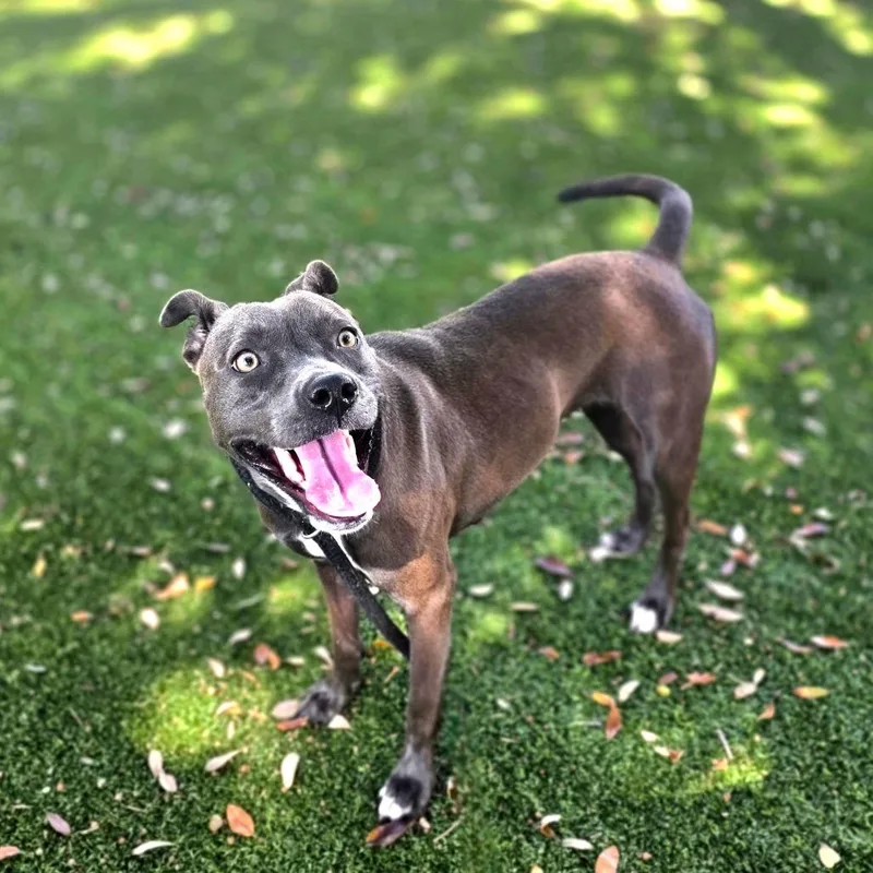 A young medium-sized female Gray / Blue / Silver Mixed Breed dog named D for adoption in Port Charlotte, FL