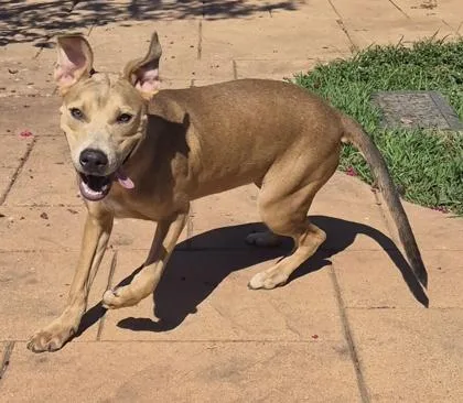 An adult small-sized female Mixed Breed dog named Happy for adoption in Shreveport, LA