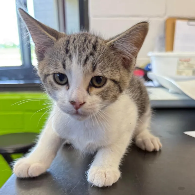 A baby small-sized male Gray / Blue / Silver Domestic Short Hair cat named Nemo for adoption in Ponca City, OK