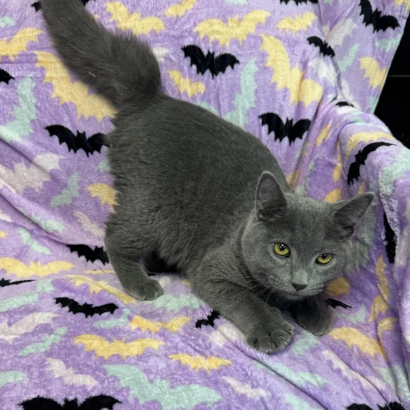 A baby small-sized male Domestic Long Hair cat named Einstein for adoption in Kittanning, PA