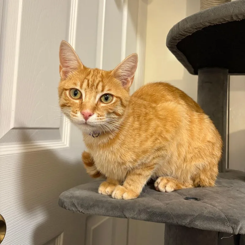 A young medium-sized male Orange / Red Domestic Short Hair cat named Winston for adoption in Staten Island, NY