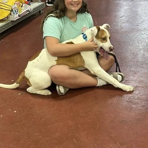 A young medium-sized male American Bully dog named Ryan for adoption in Jefferson, LA