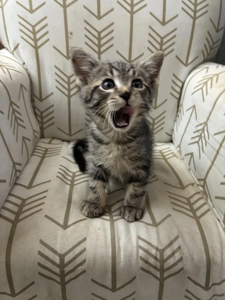 A baby medium-sized male Tabby cat named Stefan for adoption in Pinole, CA