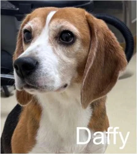 A young small-sized female Tricolor (Brown, Black, & White) Beagle dog named Daffy for adoption in Grayslake, IL