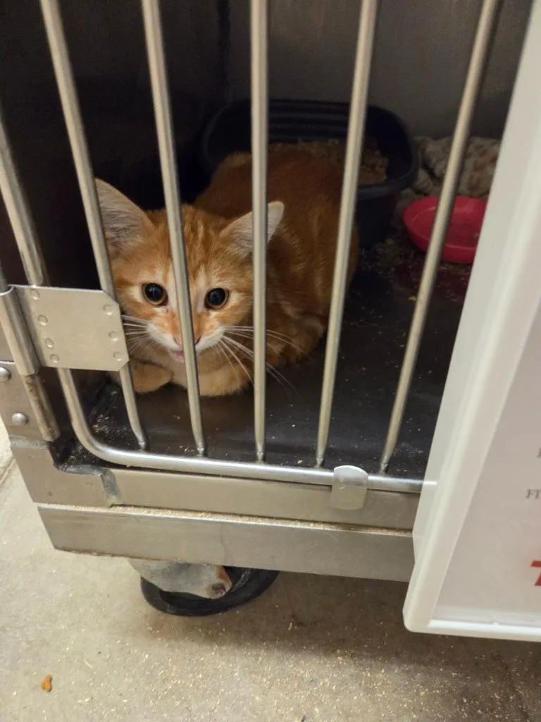 A baby small-sized male Domestic Short Hair cat named Finn for adoption in Bossier City, LA