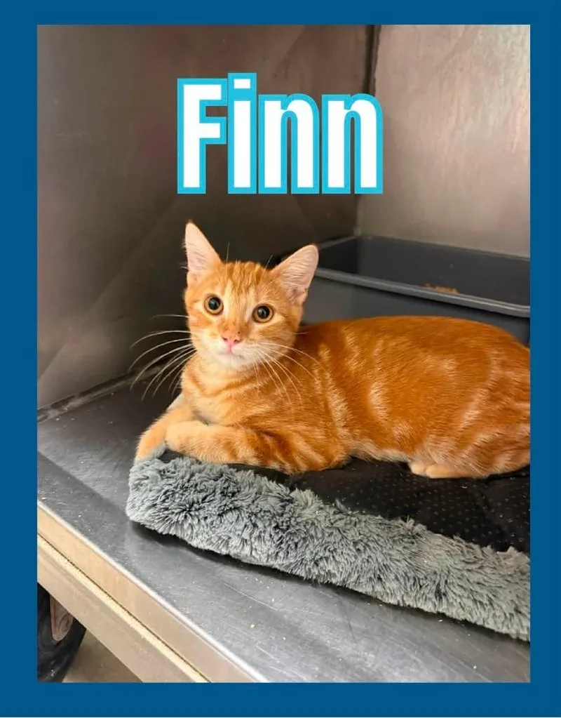 Finn thumbnail 2