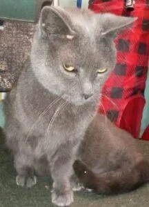 An adult large-sized female Russian Blue cat named Willow for adoption in Caribou, ME
