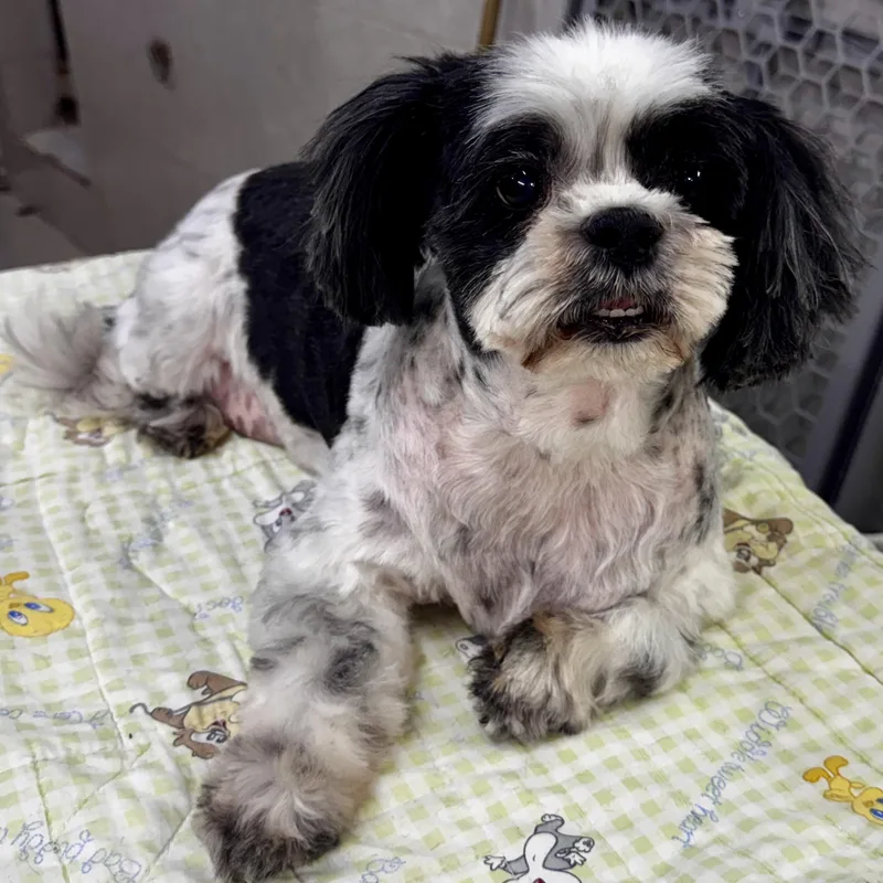 An adult small-sized female Black Shih Tzu dog named Doris for adoption in Manvel, TX