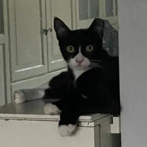 A young medium-sized male Black & White / Tuxedo Tuxedo cat named Batman & Robin for adoption in Los Altos Hills, CA
