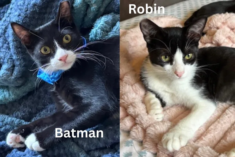 Batman & Robin  thumbnail 3