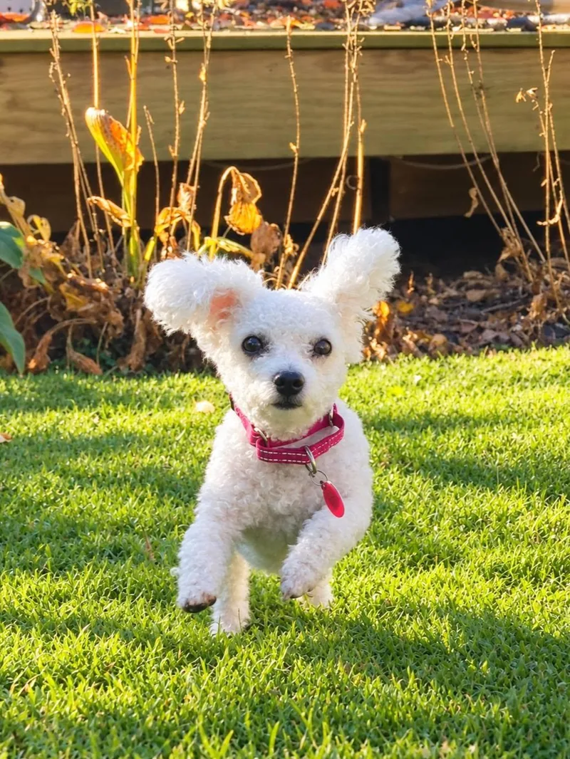 A young small-sized female Bichon Frise dog named FiFi for adoption in Rochester, NY