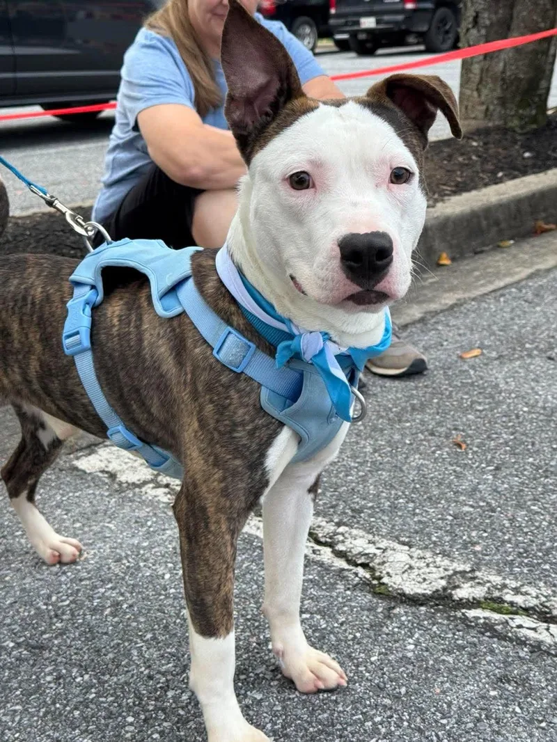 A young medium-sized male Pit Bull Terrier dog named Milo for adoption in Rockville, MD