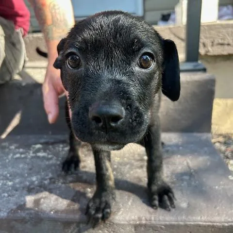 A baby medium-sized female Black Mixed Breed dog named Charlee for adoption in Dayton, OH