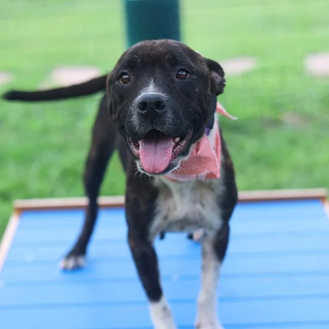 A young medium-sized female American Staffordshire Terrier dog named Luna for adoption in San Antonio, TX