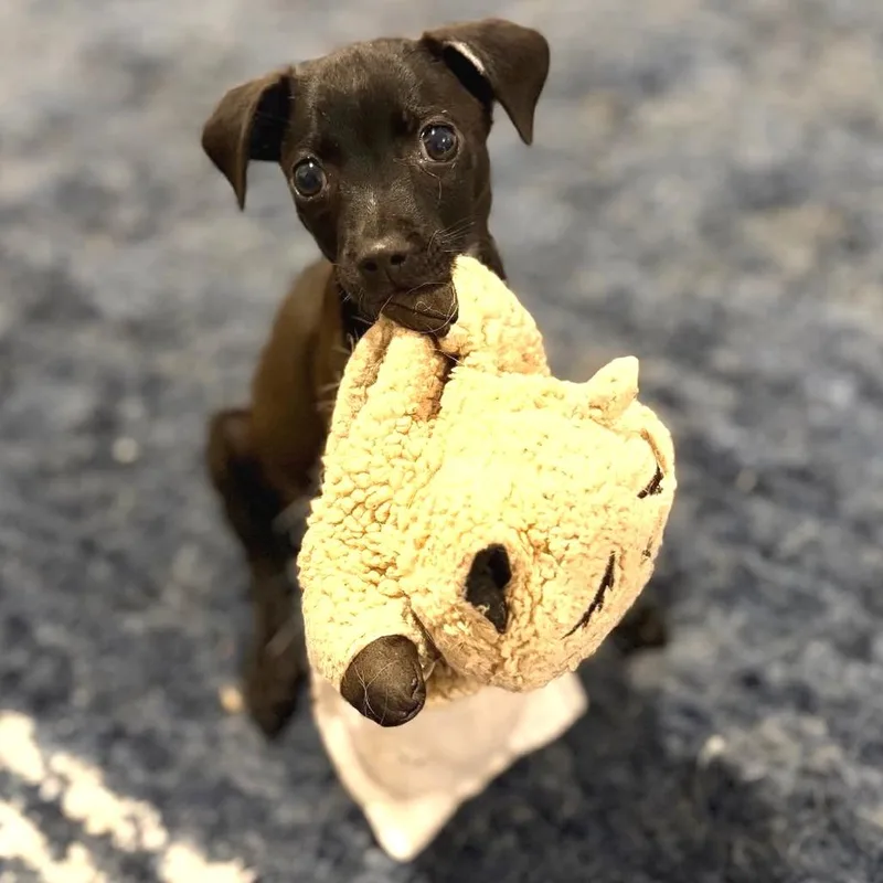 A baby small-sized female Black Chihuahua dog named Juno for adoption in Hobe Sound, FL