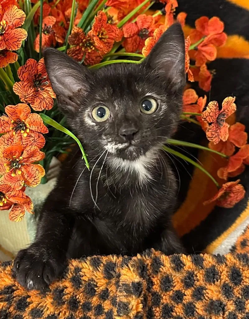 A baby small-sized female Domestic Short Hair cat named Scar Face for adoption in Stillwater, OK