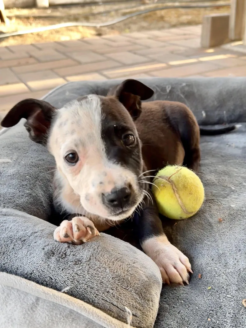 A baby medium-sized male Pit Bull Terrier dog named Sheldon for adoption in Fullerton, CA