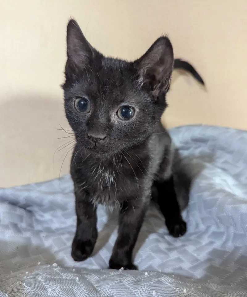 A young small-sized female Black Domestic Short Hair cat named Gavotte for adoption in Seven Valleys, PA