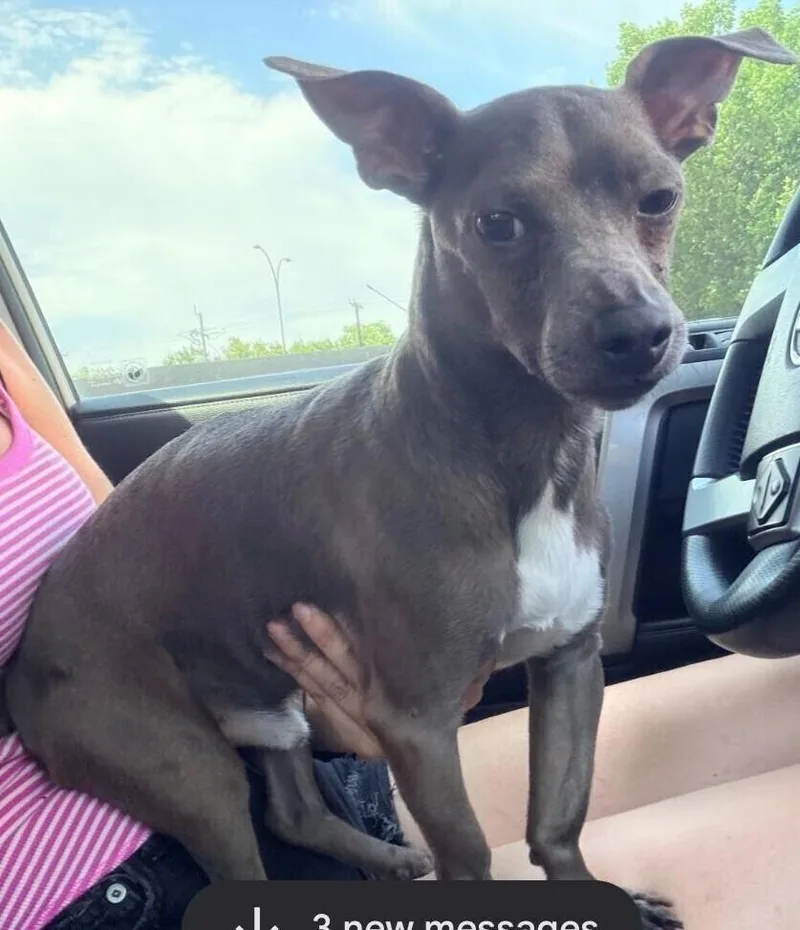 An adult small-sized male Tricolor (Brown, Black, & White) Chihuahua dog named Wilson AKA Buddy for adoption in Dallas, TX