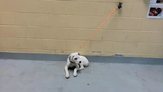 A baby small-sized male Pit Bull Terrier dog named Ace for adoption in Tulsa, OK