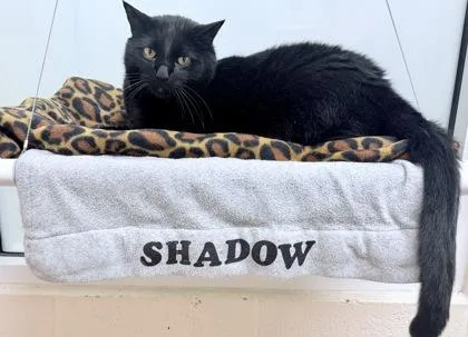 An adult small-sized male Domestic Short Hair cat named Shadow for adoption in Vero Beach, FL