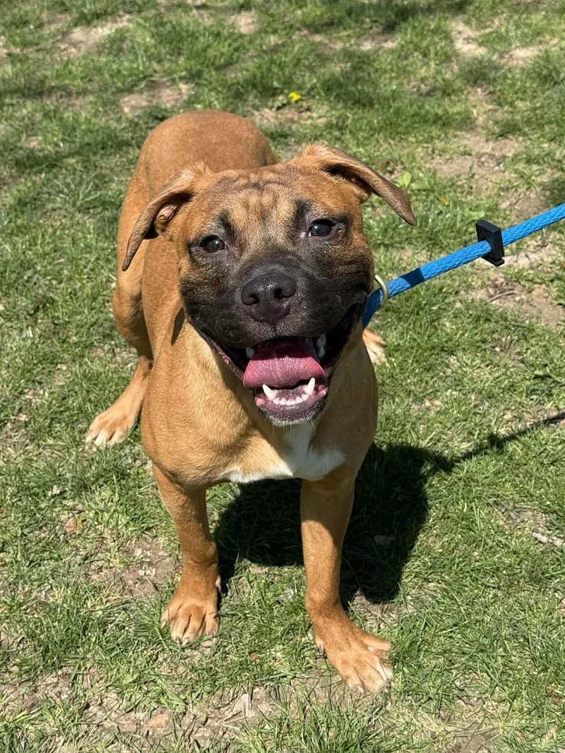A young medium-sized male Red / Chestnut / Orange Pit Bull Terrier dog named Bruno for adoption in Springfield, IL