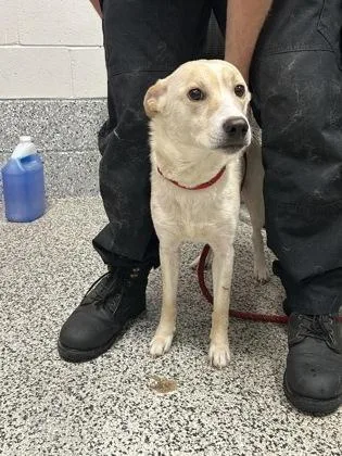 An adult large-sized female Mixed Breed dog named Mj for adoption in West Chester, PA