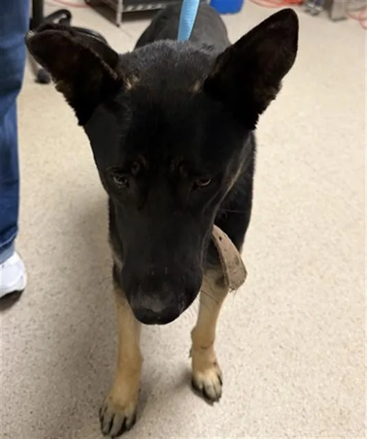 A young large-sized male German Shepherd Dog dog named Skids for adoption in Bakersfield, CA