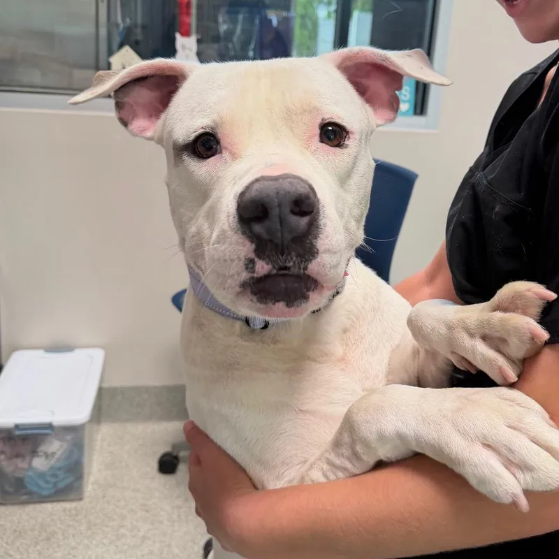 An adult large-sized male Mixed Breed dog named Ghost for adoption in Englewood, FL