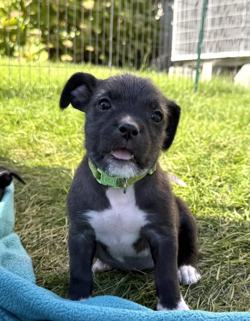 A baby medium-sized female White / Cream Standard Schnauzer dog named DaiseyAvail Halloween Puppies for adoption in West Grove, PA