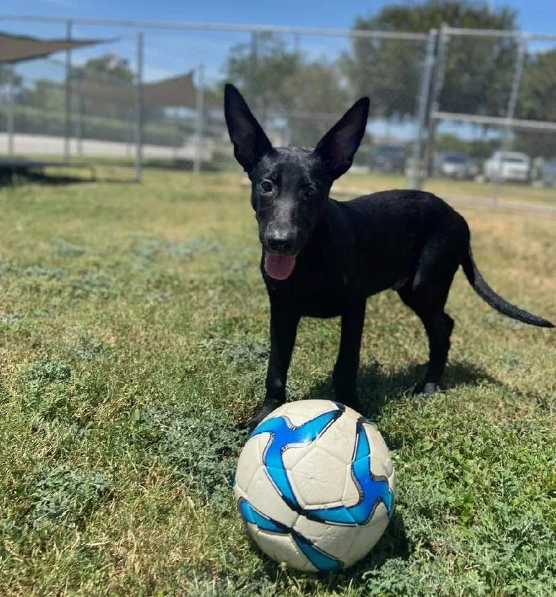 A young medium-sized male Shepherd dog named Tidus for adoption in Schertz, TX