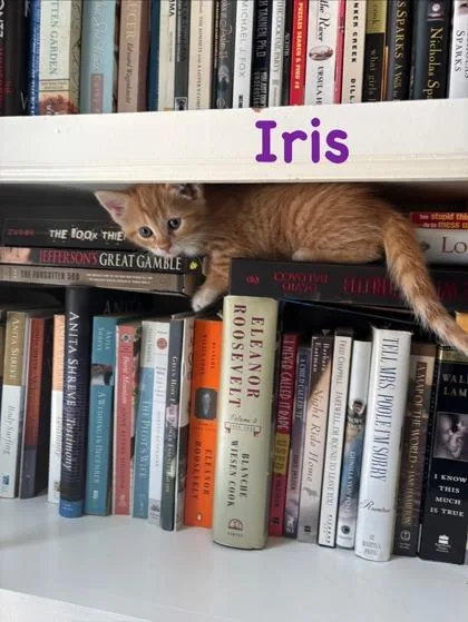 A baby small-sized female Domestic Short Hair cat named Iris for adoption in Fishers, IN