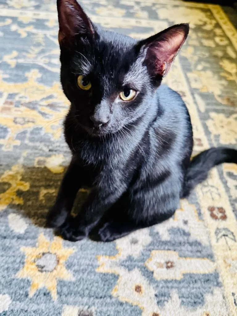 A baby medium-sized male Domestic Short Hair cat named Castle for adoption in San Antonio, TX