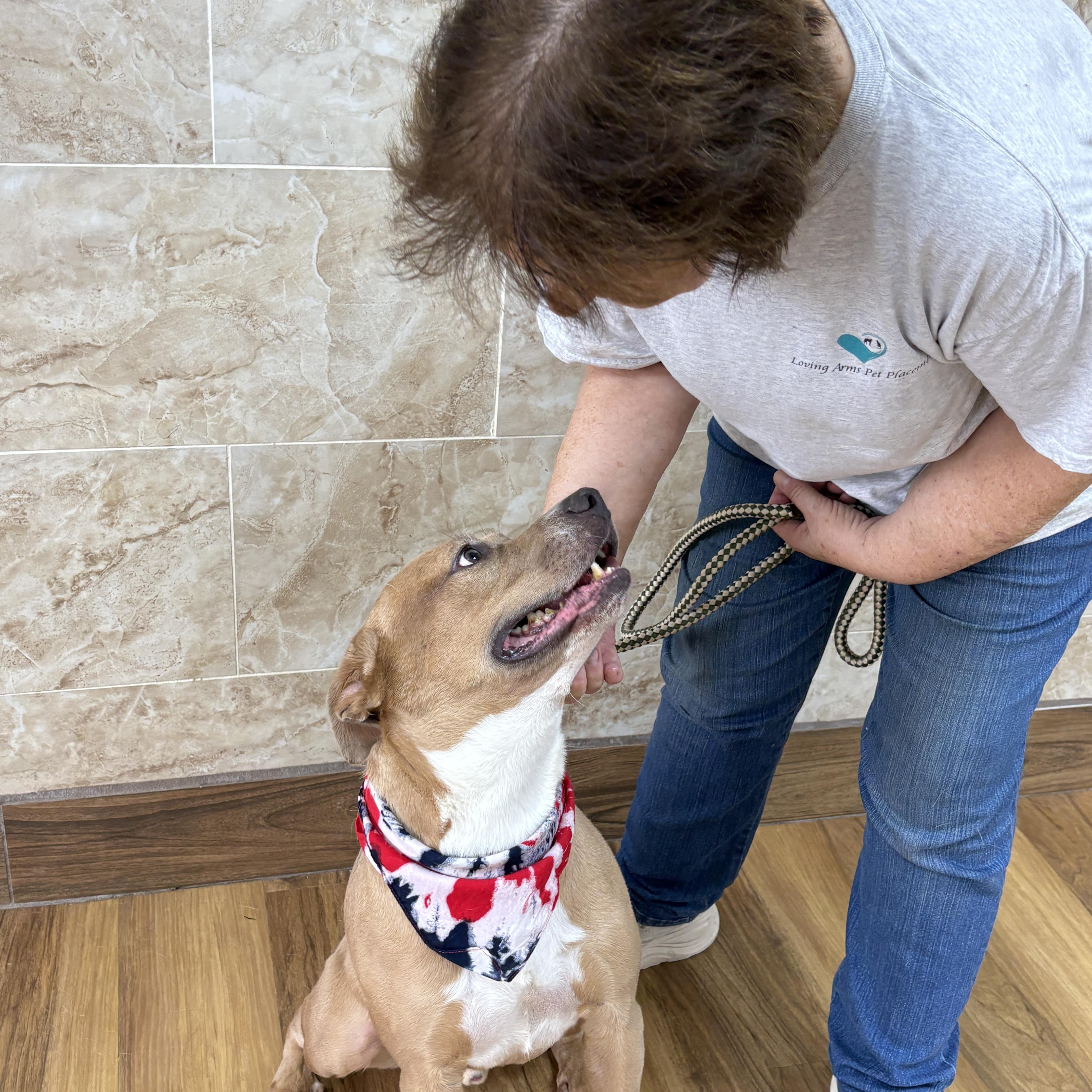 An adult medium-sized male Yellow / Tan / Blond / Fawn Pit Bull Terrier dog named BISCOTTI your best frirnd for adoption in Cypress, TX