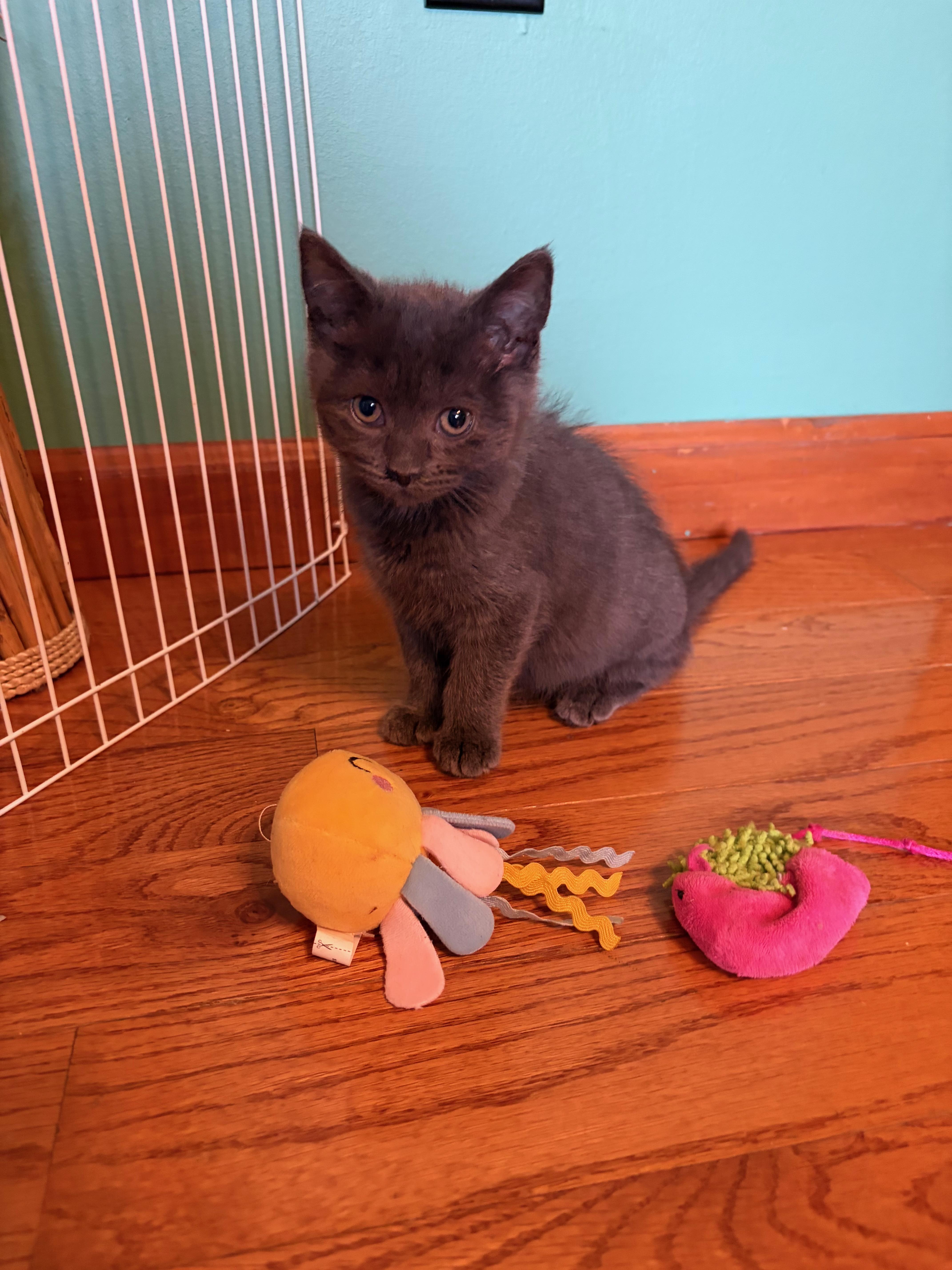 A baby medium-sized female Gray / Blue / Silver Domestic Short Hair cat named Dipper for adoption in East Hartford , CT