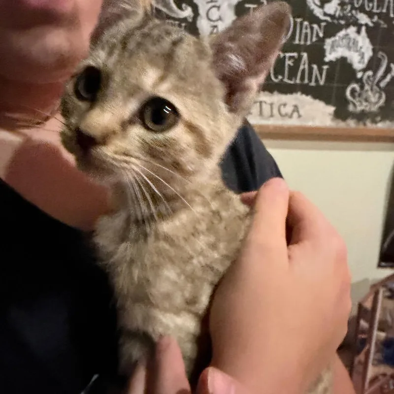 A baby small-sized female Gray / Blue / Silver Domestic Short Hair cat named Tiffany Valentine for adoption in Melbourne, KY