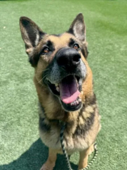 An adult extra large-sized male German Shepherd Dog dog named Samson for adoption in Los Angeles, CA