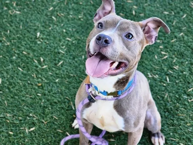 An adult medium-sized male Pit Bull Terrier dog named Eagle for adoption in Antioch, CA