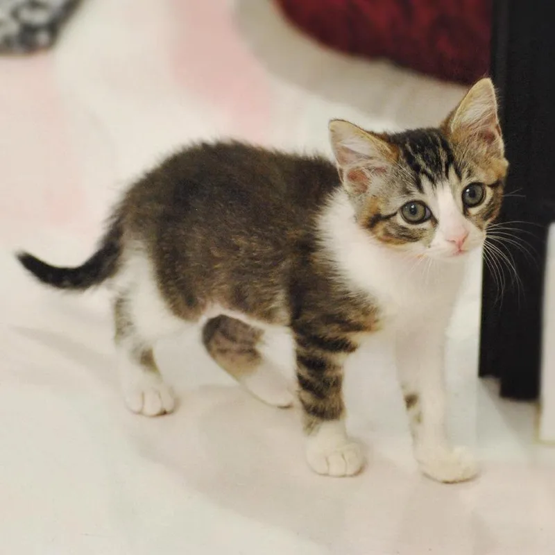 A baby small-sized female White Domestic Short Hair cat named Gabriella for adoption in Forest Park, IL