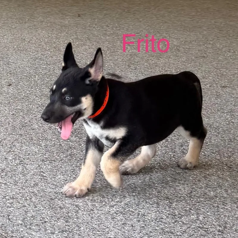 A baby medium-sized female Black Shepherd dog named Frito for adoption in Wellington, FL