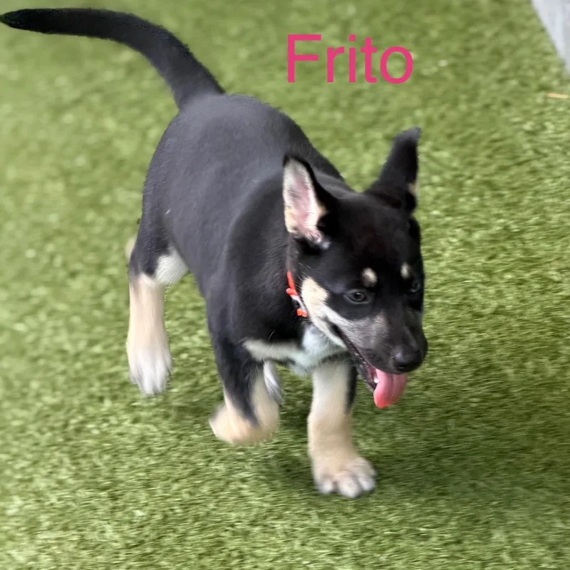 Frito thumbnail 3